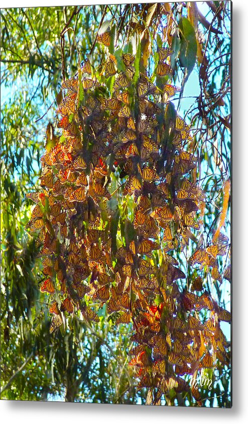 Butterfly Metal Print featuring the photograph Monarchs At Rest by Marie Morrisroe