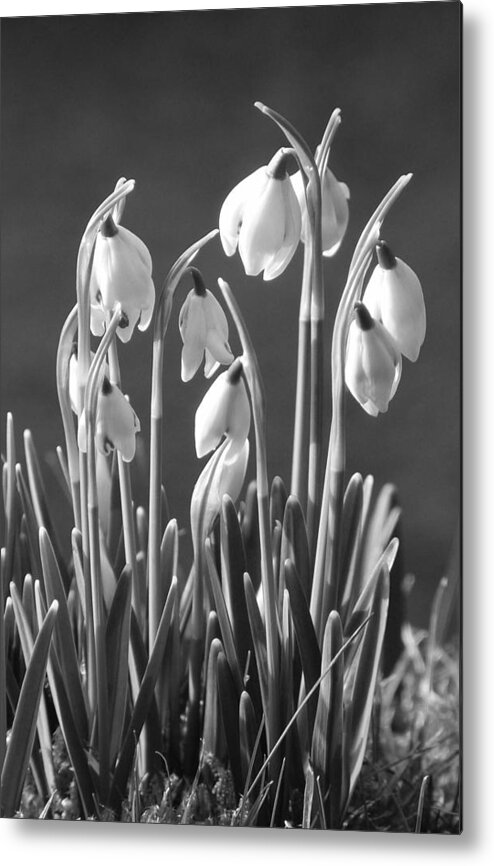 Snowdrops Metal Print featuring the photograph Mono Snowdrops by Lynn Bolt