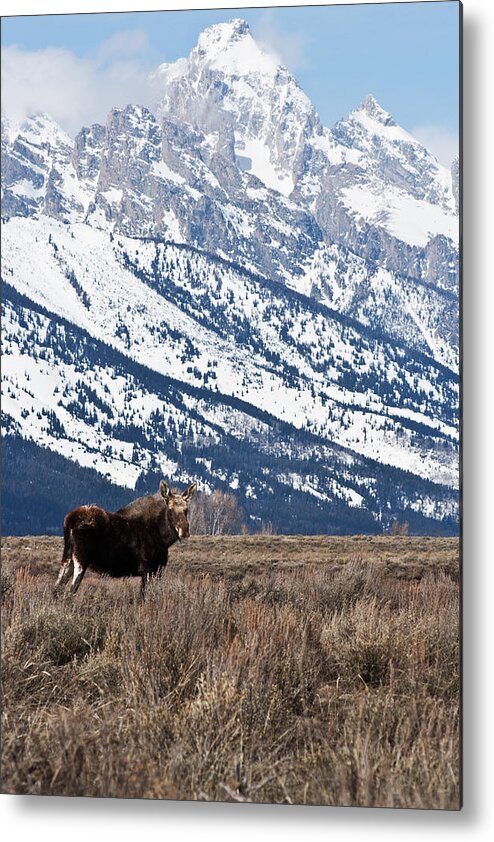 Moose Metal Print featuring the photograph Moose and Grand Teton Grand Teton National Park by Benjamin Dahl