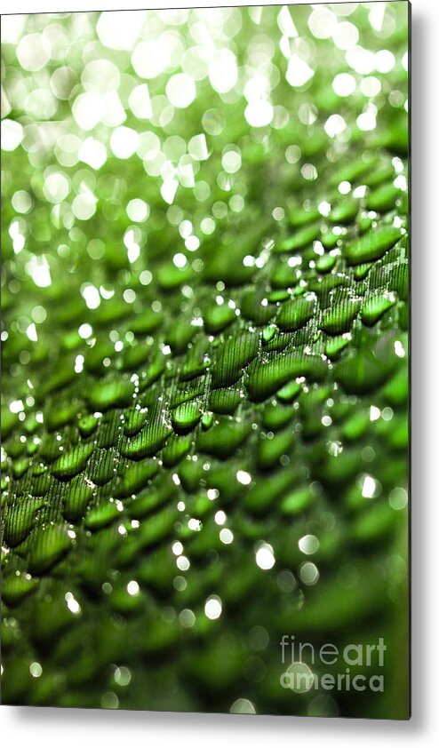 Drops Metal Print featuring the photograph Morning dew on plant leaf by Simon Bratt