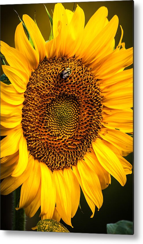 Bee Metal Print featuring the photograph Morning Susnshine by Keith Allen