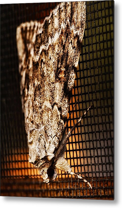 Moth Metal Print featuring the photograph Moth by Linda Tiepelman