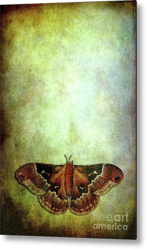 Animal Metal Print featuring the photograph Moth by Stephanie Frey