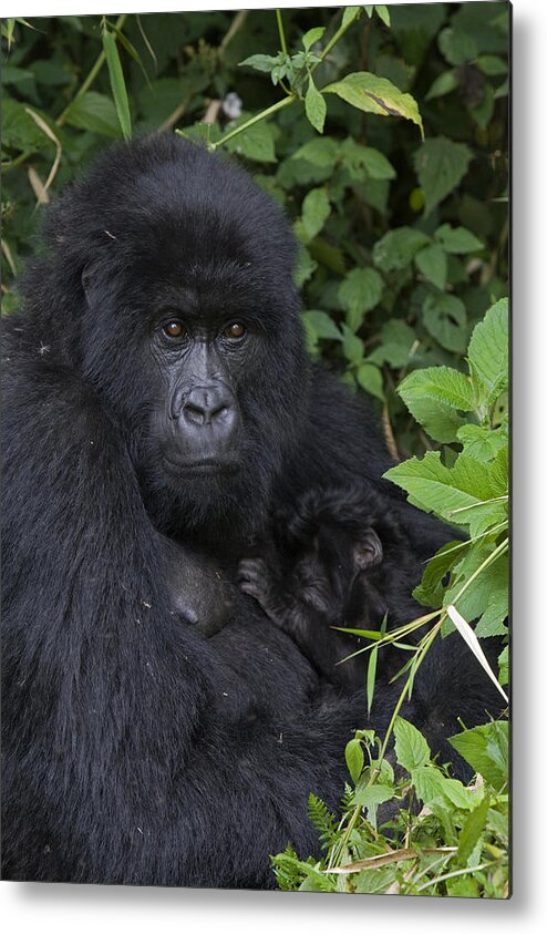 00427965 Metal Print featuring the photograph Mountain Gorilla Mother And Infant Parc by Suzi Eszterhas