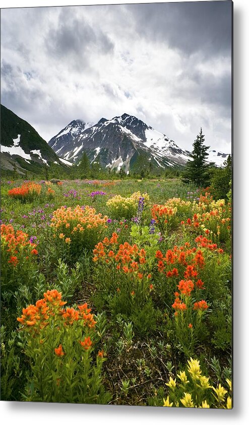 Indian Paintbrush Metal Print featuring the photograph Mountain Meadow, Canada by David Nunuk