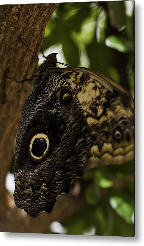 Mournful Owl Metal Print featuring the photograph Mournful Owl Butterfly by Perla Copernik