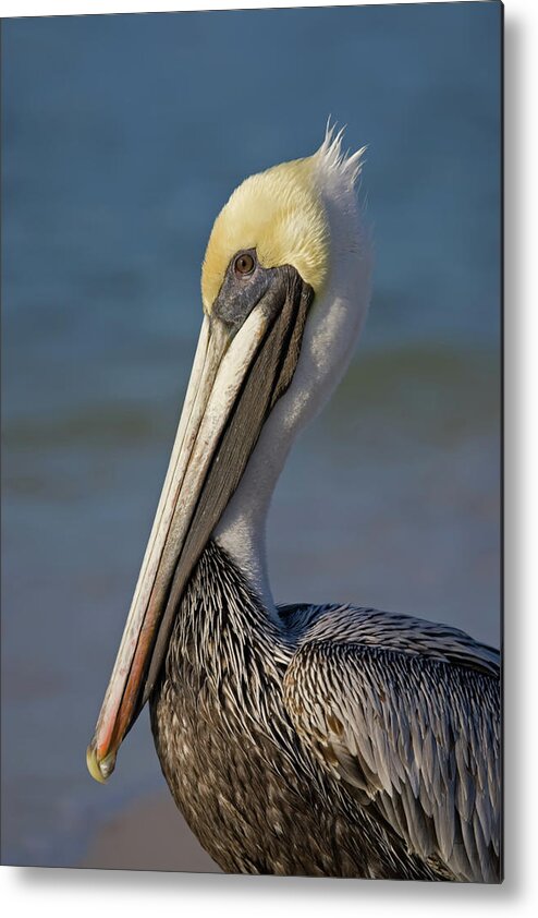 Pelican Metal Print featuring the photograph Mr Pelican by Nick Shirghio