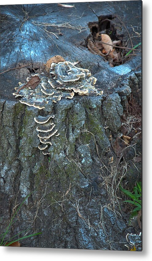Mushrooms Metal Print featuring the photograph Mushrooms on a Tree Stump 2 by Frank Mari