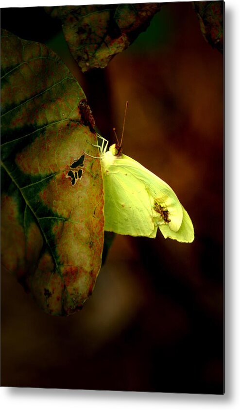 Insect Metal Print featuring the photograph Mystical World by David Weeks