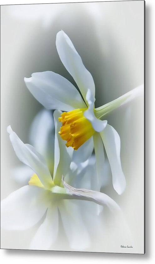 Narcissus Metal Print featuring the photograph Narcissus by Rebecca Samler