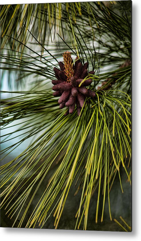 Long-needled Pine Metal Print featuring the photograph Nature's Allure by Bonnie Bruno