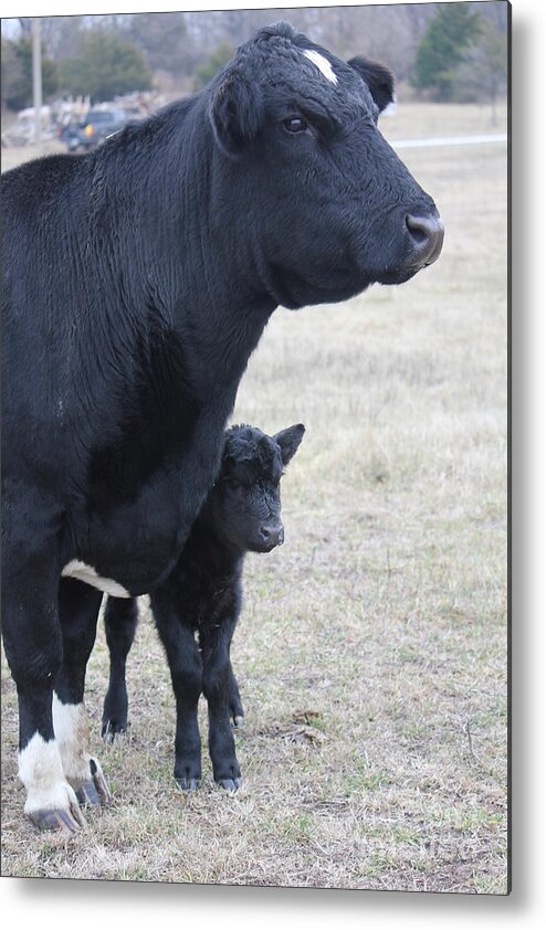 Animal Metal Print featuring the photograph New Calf and Mama Cow by Sheri Simmons