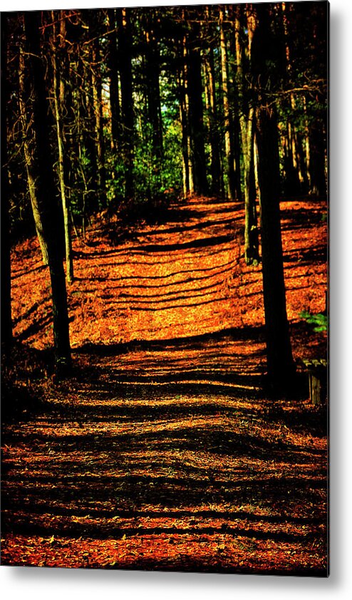Hovind Metal Print featuring the photograph Northern Michigan Forest 3 by Scott Hovind
