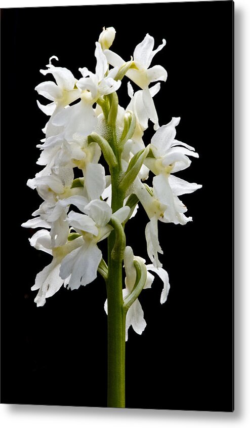 Irish Wildflowers Metal Print featuring the photograph O'Kelly's spotted Orchid by Rob Hemphill