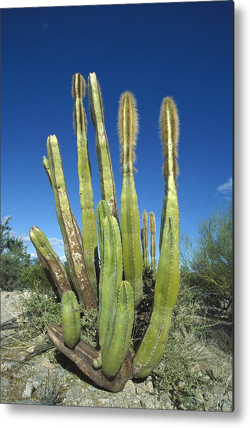 Mp Metal Print featuring the photograph Old Man Cactus Lophocereus Schottii by Tui De Roy