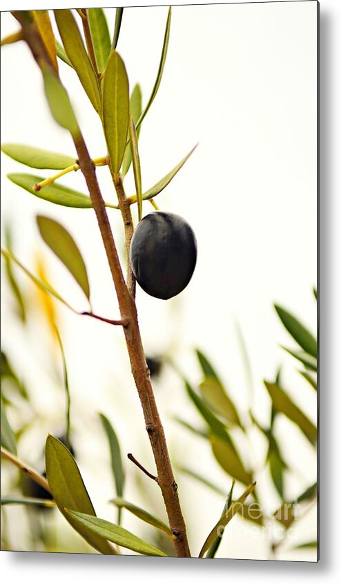 Olive Metal Print featuring the photograph Olive Branch by Dean Harte