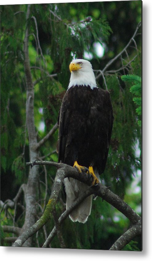 Eagle Metal Print featuring the photograph On Guard by Wanda Jesfield