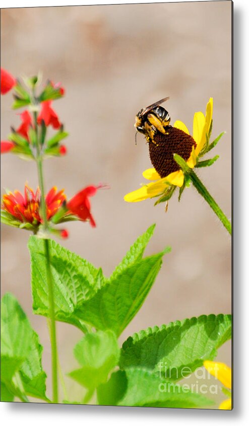 Bee Metal Print featuring the photograph On Top of the World by Cheryl McClure