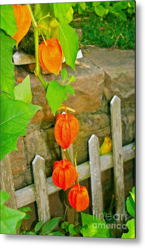 Vines Metal Print featuring the photograph Orange Lanterns by Joan McArthur