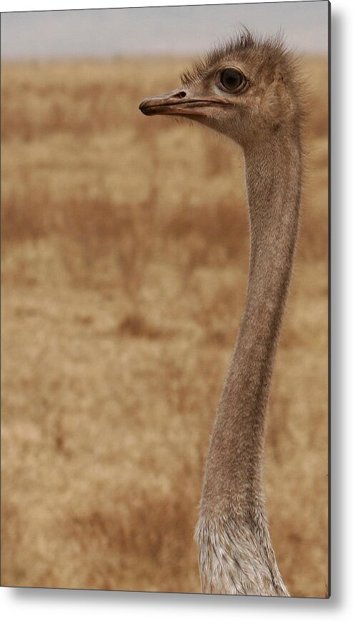 Ostrich Metal Print featuring the photograph Ostrich in the Wild by C Ribet