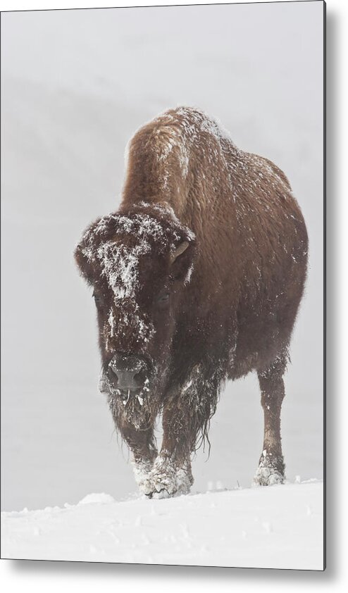 Bison Buffalo American Endangered Species Extinction Recovery Yellowstone Snow Cold Frost Ice Winter Metal Print featuring the photograph Out of the Fog by D Robert Franz