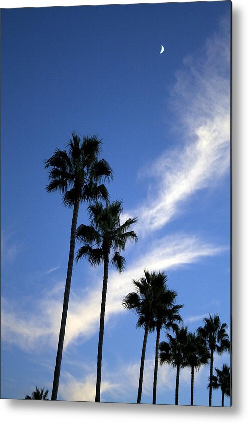 Palm Trees Metal Print featuring the photograph Palm Trees in the Sky by Terry Thomas