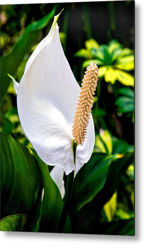 Flowers Metal Print featuring the photograph Perky by Burney Lieberman