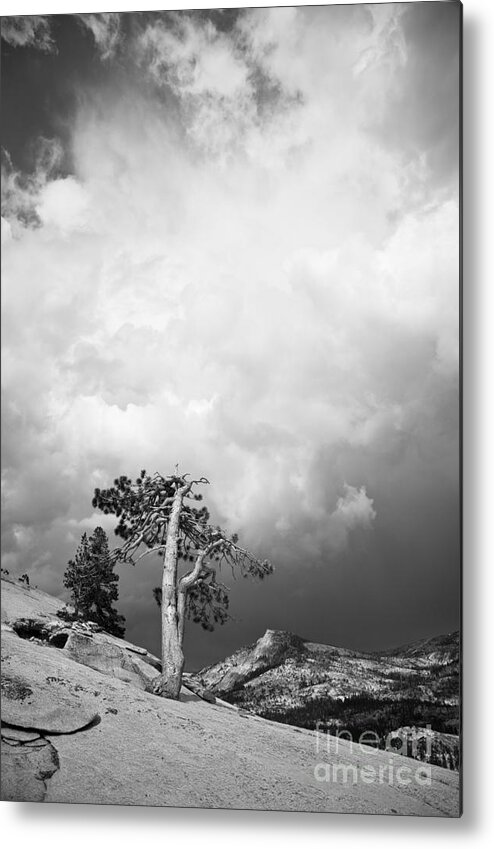 Pine Metal Print featuring the photograph Pine tree on a slab 2 by Olivier Steiner