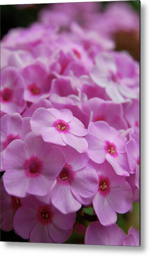 Pink Metal Print featuring the photograph Pink Blossoms by Danielle Scott