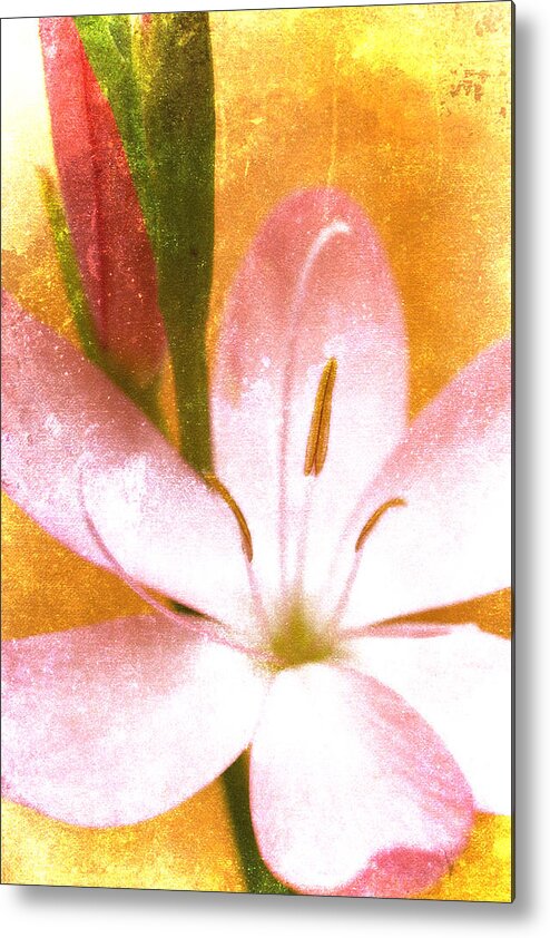 Gladiolus Metal Print featuring the photograph Pink Gladiolus on Orange by Carol Leigh