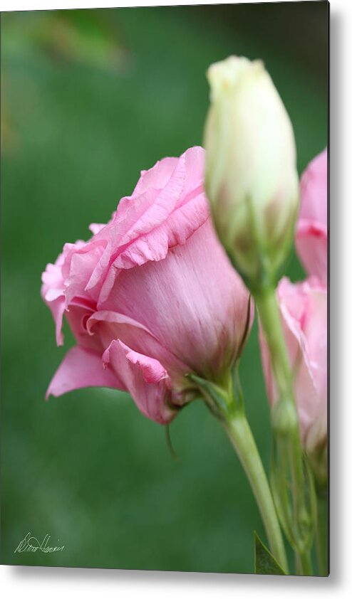 Lisianthus Metal Print featuring the photograph Pink Lisianthus by Diana Haronis