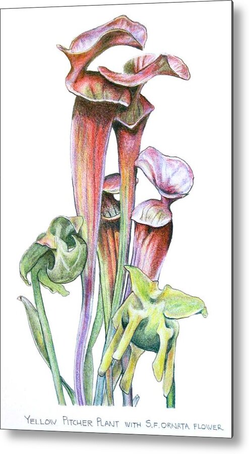  Fine Art Metal Print featuring the drawing Pitcher Plant by Ben Saturen