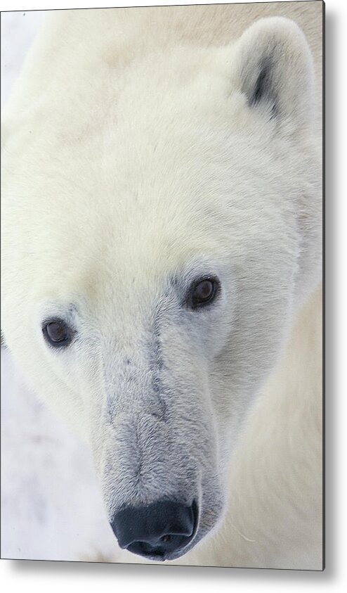 Mp Metal Print featuring the photograph Polar Bear Ursus Maritimus Close-up by Matthias Breiter