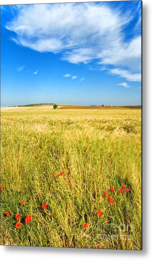 Field Metal Print featuring the photograph Poppies and cloud by Silvia Ganora