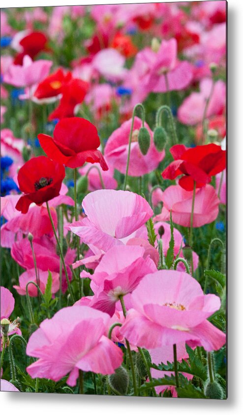 Bakc Yard Metal Print featuring the photograph Poppies by Craig Leaper