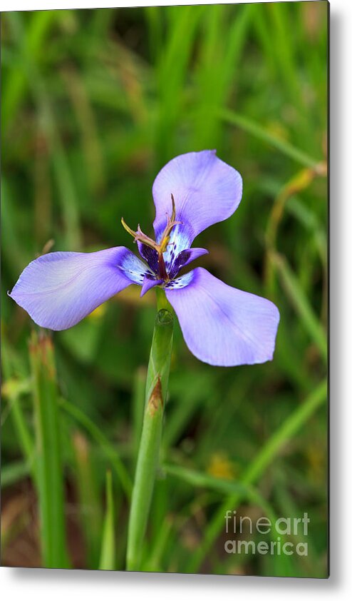 Prairie Nymph Metal Print featuring the photograph Prairie Nymph by Louise Heusinkveld