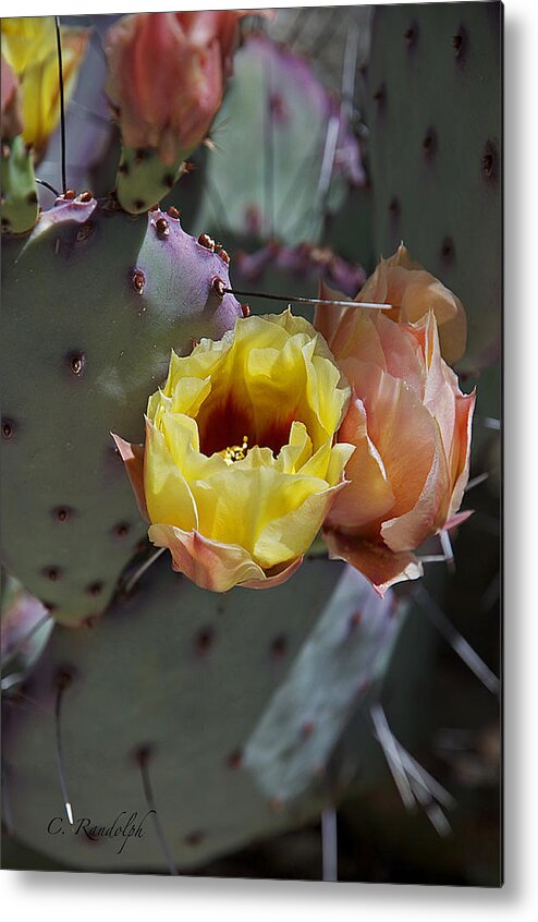 Cactus Metal Print featuring the photograph Protected Blossoms by Cheri Randolph