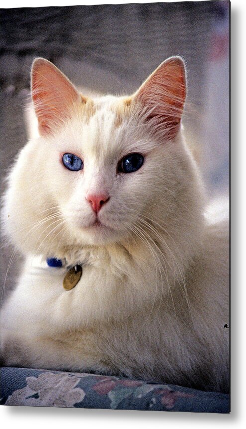 Domestic House Cat Metal Print featuring the photograph Proud Mio by Larry Allan