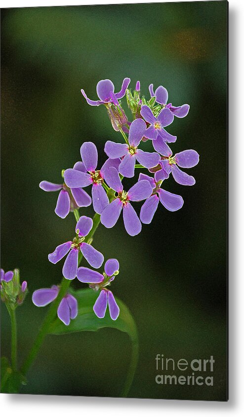 First Star Art By Jrr Metal Print featuring the photograph Purple Joy by First Star Art