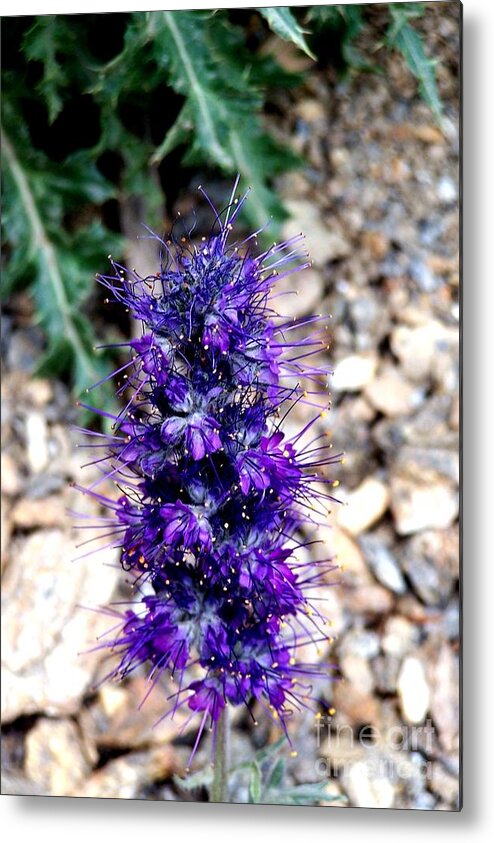 Wildflowers Metal Print featuring the photograph Purple Reign by Dorrene BrownButterfield