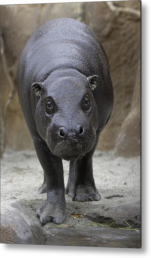 Mp Metal Print featuring the photograph Pygmy Hippopotamus Hexaprotodon by San Diego Zoo