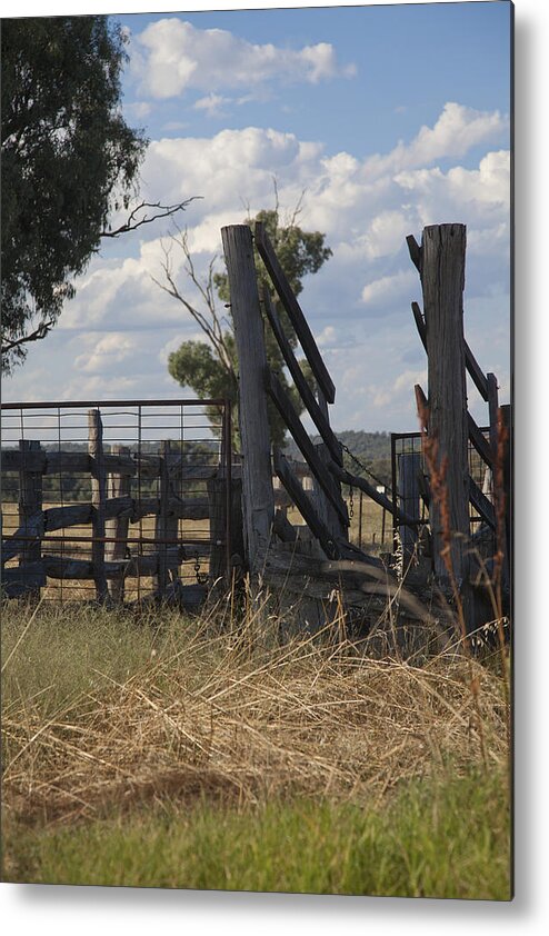 Cattle Metal Print featuring the photograph Race in the paddock. by Carole Hinding