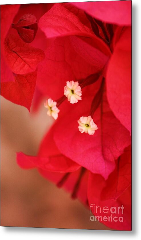 Bougenvilla Metal Print featuring the photograph Radish Red by Julie Lueders 