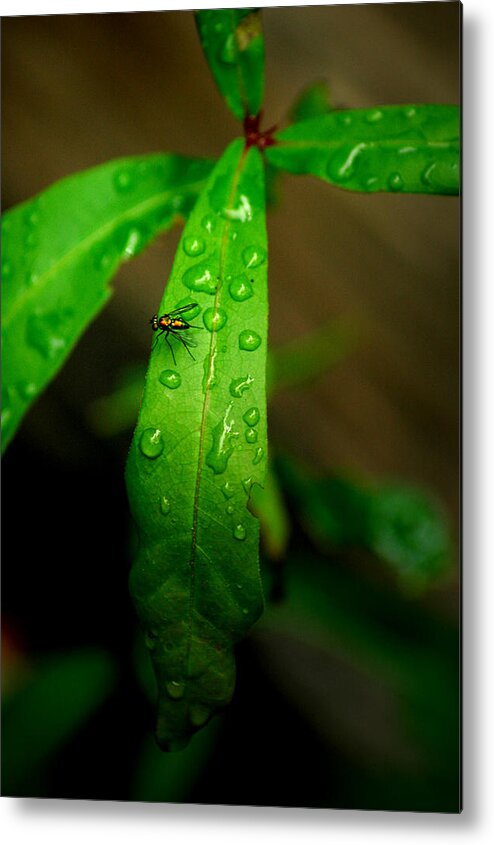 Leaf Metal Print featuring the photograph Rain by David Weeks