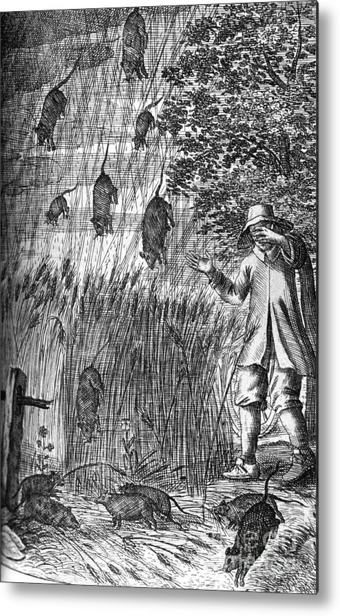 Science Metal Print featuring the photograph Raining Rats, 1680 by Science Source