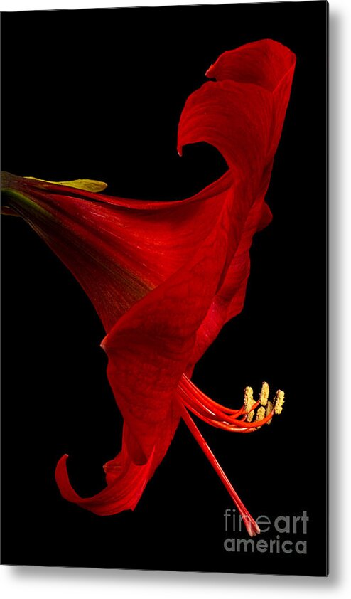 Amaryllis Metal Print featuring the photograph Red Amaryllis - 4 by Ann Garrett