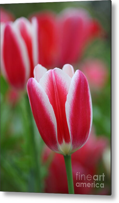 Red Metal Print featuring the photograph Red and white tulips by Nicholas Burningham