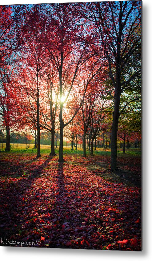 Autumn Metal Print featuring the photograph Red Autumn by Raf Winterpacht