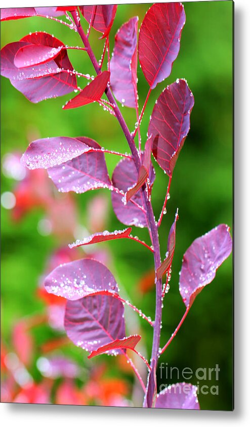 Red Metal Print featuring the photograph Red Leaves of Tears by Tap On Photo