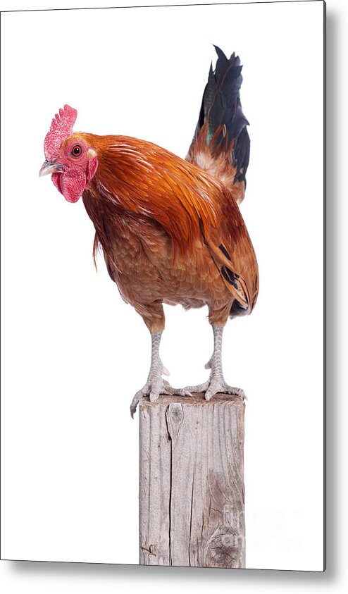 Animal Metal Print featuring the photograph Red Rooster on Fence Post Isolated White by Cindy Singleton